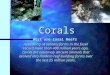5C Corals 101