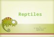 Reptiles - Lizards