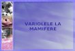 Lab 6-Variole Mamifere