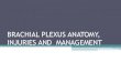 Brachial Plexus AnatomyInjuries and Management _new
