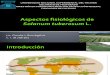 Aspectos Fisiológicos de Solanum Tuberosum L