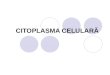 citoplasma celulara