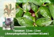 Tanaman Iles-Iles (Amorphophallus muelleri Blume), Center of Origin, dan Penyebarannya