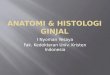 Anatomi Dan Histologi Ginjal