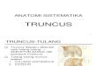 Bab 08 Truncus