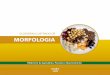 10829 Glossario Ilustrado Morfologia-2