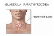 GLANDULA PARATHYROIDEA