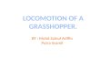 Locomotion of Grasshopper