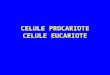 Celule Procariote Si Celule Eucariote