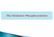 Oxidative Phosphorylation Ma 2011-3