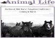 Animal Life Feb E-Edition 2014