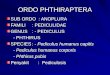 Ordo Phthiraptera