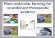 Plant Molecular Farming for Recombinant Therapeutic Proteins
