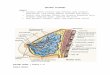 anatomi & histologi (payudara)