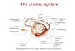 Limbic System Neuroscience