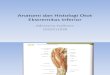 Anatomi Dan Histologi Otot Ekstremitas Inferior