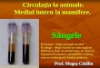 Mediul Intern La Mamifere-Sangele(Prezentare Catalin)