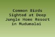 Common Birds Sighted at Deep Jungle Home Resort in Mudumalai