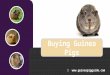 Buying Guinea Pigs - Where to Get Them and What to Look Out For