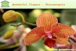Wonderful flowers - Phalaenopsis