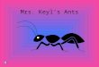 Mrs. Keyl’S Ants