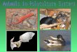 Animals slide show for Permaculture Design Course