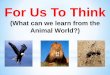 For Us To Think (What can we learn from Animals?)