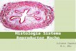 Histología sistema reproductor macho