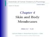 Skin and Body Membranes Ch 4 Marieb 7