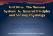 Chapter 45-Organization of the Nervous System, Basic Functions of Synapses, And Neurotransmitters