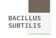 Microbiologia Bacillus Subtillis
