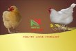 Poultry Liver Stimulant