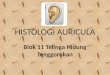 histologi auricula