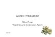 Garlic Production