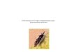 Enfermedad de Chagas Trypanosoma Cruzi