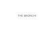 The Bronchi