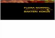 Flora Normal&Bakteri Kokus