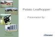 ForageResources Potato Leafhopper Presentation by:
