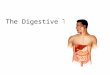 The Digestive Tract. 2 The GI tract (gastrointestinal tract) The muscular alimentary canal Mouth Pharynx Esophagus Stomach Small intestine Large intestine