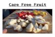 Care Free Fruit. What Is Care Free Fruit? Little to No Insect Damage Little to No Disease Damage Easy To Pick Little to No Spraying