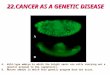 22.CANCER AS A GENETIC DISEASE A.Wild-type embryo in which the bright spots are cells carrying out a genetic program to die (apoptosis). B.Mutant embryo