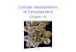Cellular Mechanisms of Development Chapter 19. 2 Overview of Development Development is the successive process of systematic gene-directed changes throughout