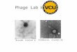 Phage Lab @ BruceB, cluster G Et2Brutus, cluster A2
