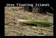 Uros Floating Islands A man harvesting the totora reeds, which is what the floating islands are made from. The totora reeds provide food, shelter, and