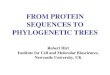 FROM PROTEIN SEQUENCES TO PHYLOGENETIC TREES Robert Hirt Institute for Cell and Molecular Biosciences, Newcastle University, UK