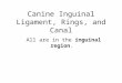 Canine Inguinal Ligament, Rings, and Canal All are in the inguinal region