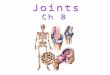 Articulations: The site where 2 or more bones meet. Joints are the weakest part of the skeleton. Classification Functional: Amount of movement allowed