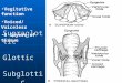 Supraglottic Glottic Subglottic Vegitative function Voiced/Voiceless 5 layers of tissue