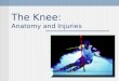 The Knee: Anatomy and Injuries. 2 Joints at the Knee Tibiofemoral Joint – formed between tibia and femur A HINGE JOINT Patellofemoral joint – formed