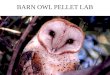 BARN OWL PELLET LAB. WHAT DOES A BARN OWL LOOK LIKE? White heart shaped face Whitish belly with dark spots Upper body golden with dark flecks Dark brown